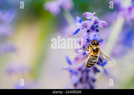 Makro einer Bee Pollen sammeln Auf einem Lavendel Blume mit Kopie Raum Stockfoto
