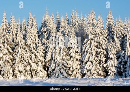 Verschneite Tannen am Mummelsee im Winter, Schwarzwald, Baden-Württemberg Stockfoto