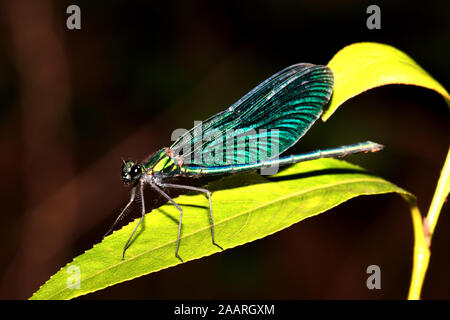 Männchen der Blauflügelprachtlibelle, Calopteryx Virgo, Stockfoto