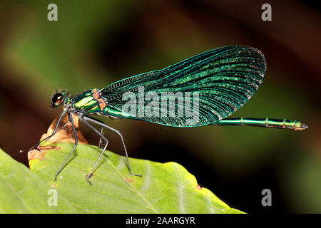 Männchen der Blauflügelprachtlibelle, Calopteryx Virgo Stockfoto