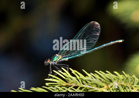 Männchen der Blauflügelprachtlibelle, Calopteryx Virgo, Stockfoto