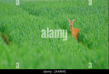 Rehbock im Feld, Reh (Capreolus capreolus); Stockfoto