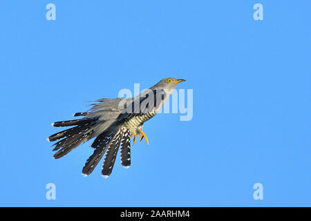 Kuckuck (Cuculus canorus); Stockfoto