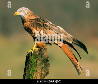 Tier, Vogel, Mailand, Rotmilan, Roter Milan, Gabelweihe, (milvus milvus), Stockfoto