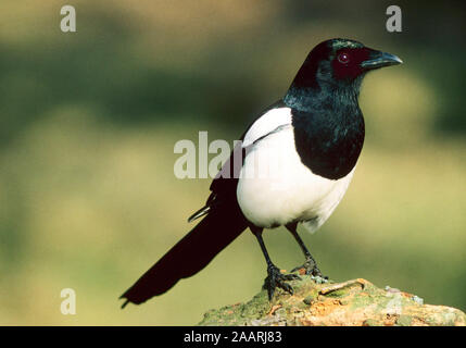 Tiere, Voegel, Vogel, Rabenvoegel, Rabenvogel, Elster (Magpie, Pica Pica) Stockfoto