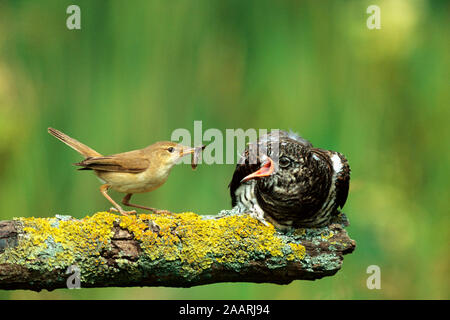 Tiere, Voegel, Kuckuck, Kuckuck, Teichrohrsaenger wird von Teichrohrsaenger gefuettert, gemeinsame Kuckuck/Eurasischen Kuckuck/Chick, Kuckuck (Cuculus canoru Stockfoto