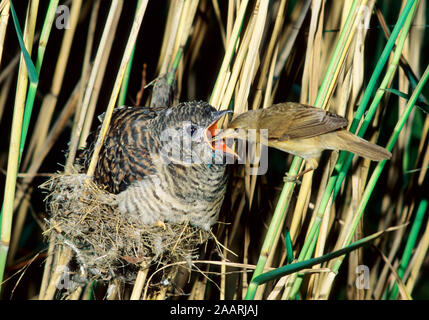 Tiere, Voegel, Kuckuck, Kuckuck, Teichrohrsaenger wird von Teichrohrsaenger gefuettert, gemeinsame Kuckuck/Eurasischen Kuckuck/Chick, Kuckuck (Cuculus canoru Stockfoto