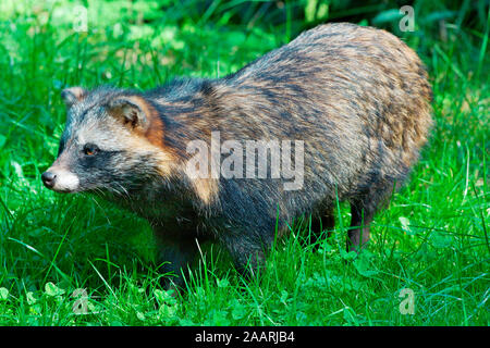 Marderhund (Nyctereutes procyonoides) Marderhund, Enok ï, Baden Württemberg, Deutschland, Germany Stockfoto