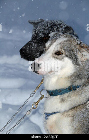 Huskys im Schnee in Norwegen Tromsø Stockfoto