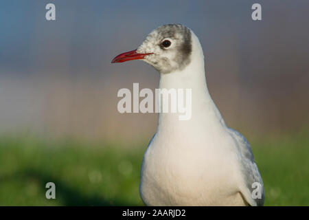 Winter plumaged Lachmöwe (Chroicocephalus ridibundus) in voller Sonne, Yorkshire, England. Stockfoto