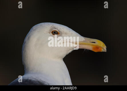 Nach Gull-mantelmöwe (Larus marinus) in North Yorkshire in England. Stockfoto