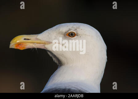 Nach Gull-mantelmöwe (Larus marinus) in North Yorkshire in England. Stockfoto