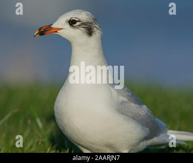 Mediterrane Möwe (Larus melanocephalus) im Winter Gefieder an einem sonnigen Tag in North Yorkshire. Stockfoto