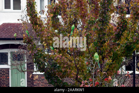 Mehrere rose-ringed Sittiche (Psittacula krameri) auf einem Baum in London, UK. Stockfoto