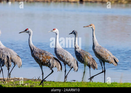 Wie der Rockettes in New York City diese Kanadakranichen haben eine kickline am Merced National Wildlife Refuge gebildet Stockfoto