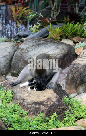 Affen ernähren Kätzchen im Regenwald Ko Phi Phi Thailand Stockfoto