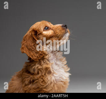 Aprikosen-Cockapoo-Welpe sitzt gehorsam und blickt nach oben Stockfoto