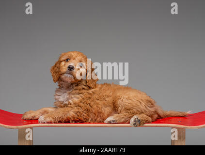 Aprikose Cockapoo Welpen auf Roten skateboard Hocker gelegt Stockfoto