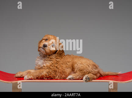 Aprikose Cockapoo Welpen auf Roten skateboard Hocker gelegt Stockfoto