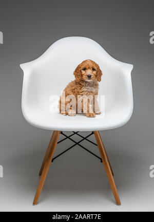 Aprikose Cockapoo Welpen in Weiß Eames Stuhl Stockfoto