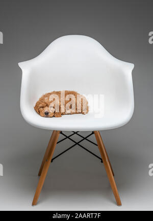Aprikose Cockapoo Welpe schläft in weißem Eames Stuhl. Stockfoto