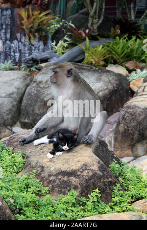 Affen ernähren Kätzchen im Regenwald Ko Phi Phi Thailand Stockfoto