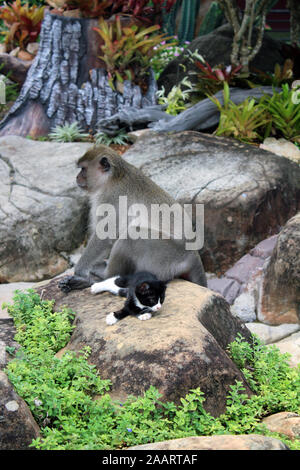 Affen ernähren Kätzchen im Regenwald Ko Phi Phi Thailand Stockfoto