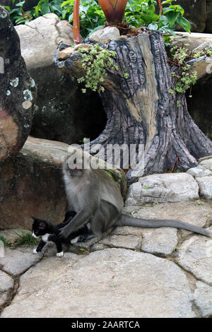 Affen ernähren Kätzchen im Regenwald Ko Phi Phi Thailand Stockfoto