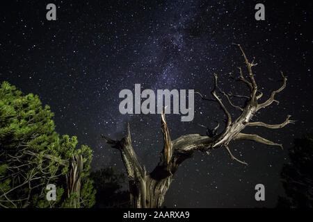 Juniper Bäume in der Wüste von Utah leuchtet in der Nacht mit vielen Sternen und der Milchstraße Overhead. Stockfoto