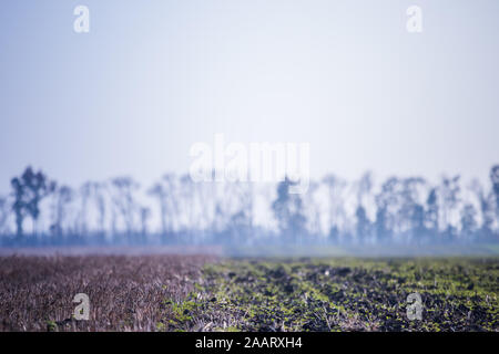 Feld mit verschiedenen Arten von Sämlingen gegen den Hintergrund der Herbst Nebel. Auf dem Feld geerntet. Winter Buchweizen. Landwirtschaftliche Verarbeitungsphasen. Nahaufnahme auf erneue Stockfoto