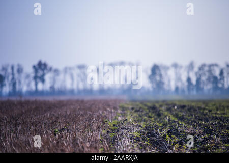 Feld mit verschiedenen Arten von Sämlingen gegen den Hintergrund der Herbst Nebel. Auf dem Feld geerntet. Winter Buchweizen. Landwirtschaftliche Verarbeitungsphasen. Nahaufnahme auf erneue Stockfoto