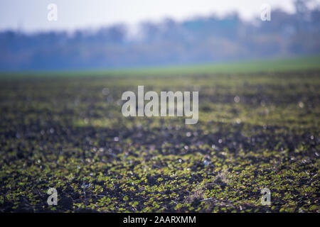 Feld mit verschiedenen Arten von Sämlingen gegen den Hintergrund der Herbst Nebel. Auf dem Feld geerntet. Winter Buchweizen. Landwirtschaftliche Verarbeitungsphasen. Nahaufnahme auf erneue Stockfoto