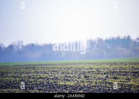 Feld mit verschiedenen Arten von Sämlingen gegen den Hintergrund der Herbst Nebel. Auf dem Feld geerntet. Winter Buchweizen. Landwirtschaftliche Verarbeitungsphasen. Nahaufnahme auf erneue Stockfoto