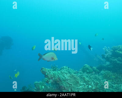 Buckelwale Red Snapper auf Liberty Wrack in Tulamben, Bali Stockfoto