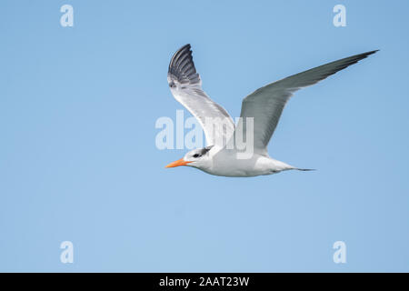 Ein royal tern im Flug. Stockfoto