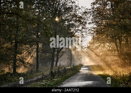 Sonnenuntergang und Sonnenstrahlen auf einer Straße, Bäume und Natur Luneburger Heide, Deutschland Stockfoto