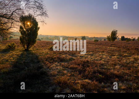 Schöne Aussicht in der luneburger Heide bei Sonnenuntergang mit Sonnenschein hinter einem Baum, Natur und blauer Himmel Stockfoto