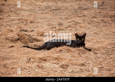 Schwarze Katze (Felis catus) liegenden pine Blätter im Park an der Kamera schaut mit gelben Augen Stockfoto