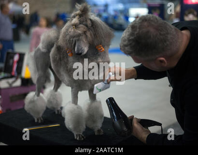 Eine Hunde- Friseur seinen Hund während der Hund Fair zu konkurrieren vorbereiten. Die XXXIII Nationale und Internationale Messe Hund 'Expocan'. Dieser Wettbewerb ist in der Welt der Hunde, wo Liebhaber von Tieren verschiedener Rassen von Hunden sehen können und in Wettbewerben, Hunde zeigt oder Friseursalons Ausstellungen teilnehmen gewidmet. Die Messe wird in der Stadt am 24. und 25. November. Stockfoto