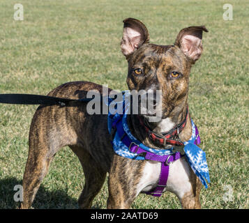 Süße resuce Hund Pitbull Terrier mix, bei Kamera schaut. Stockfoto