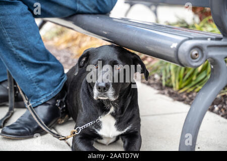 Süße Lab mix Hund sitzt durch die Füße. Stockfoto