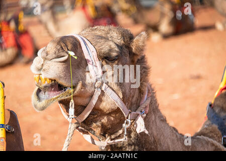 Eine verärgerte Kamel öffnet den Mund, seine gelben Zähnen und Mundgeruch im Northern Territory, Australien zu zeigen Stockfoto