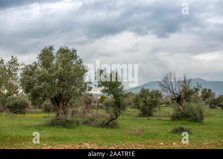 Typische mediterrane Landschaft. Drei Olivenbäumen in einer Reihe und einige andere um. Griechenland Stockfoto