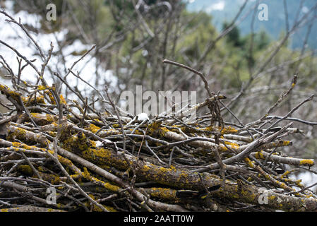 Zweigen bedeckt mit Moos. Hintergründe, Texturen. Stockfoto