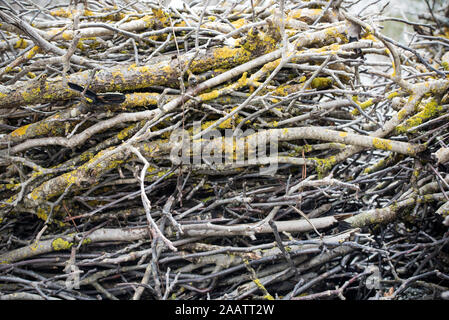 Zweigen bedeckt mit Moos. Hintergründe, Texturen. Stockfoto