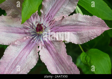 Detailansicht der Sorte "Clematis Hagley Hybrid'. Light rose rosa blühende Clematis in einen botanischen Garten. Stockfoto