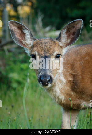 Kleiner Brauner Hirsch direkt in die Kamera schaut Stockfoto