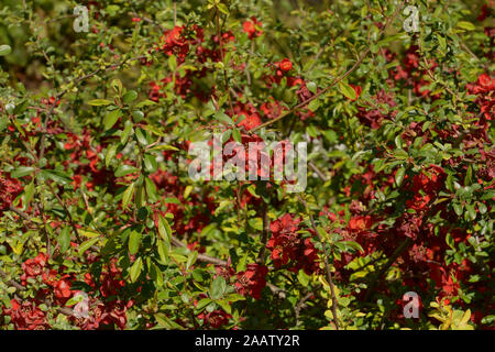 Rote Blumen von choenomeles hybrid Crimson und gold Quitte im Frühling Sonne, blühende Quitte Blüten als Frühling Hintergrund Stockfoto