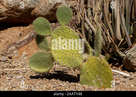 Grüne stachelige Ohr cactus Opuntia Microdasys Saftige Stockfoto