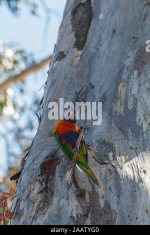 Bunte Rainbow Lorikeet thront in einem Baum Stockfoto